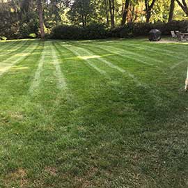 Yard Maintenance and Clean-Up